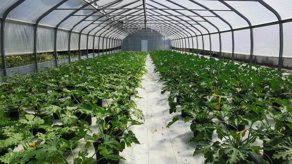 courgette-zucchini-production-pepiniere-borealis